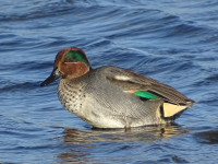 Sehlendorfer Binnensee